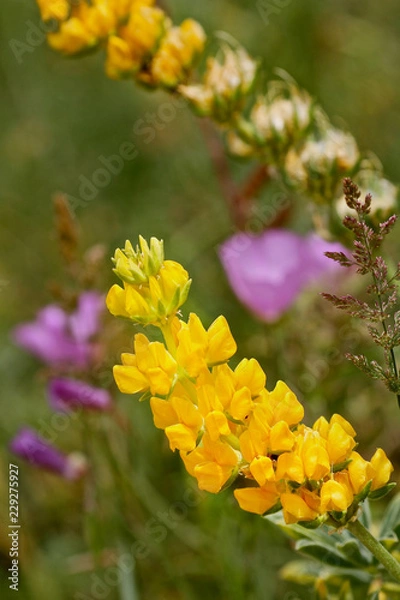 Obraz Yellow Lupine