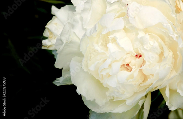 Obraz White Peony
