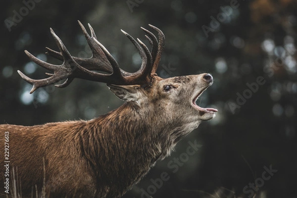 Fototapeta Jeleń szlachetny (Cervus elaphus) ryczy podczas rykowiska