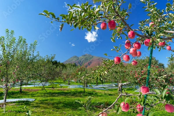 Obraz 【青森県弘前市】岩木山麓津軽の秋、りんご園は収穫中