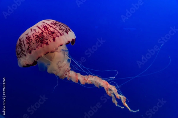 Obraz Pink Jellyfish