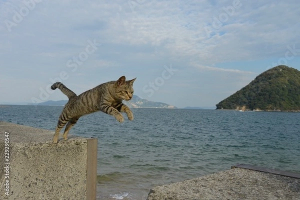 Obraz 日本の香川県さなぎ島の猫
