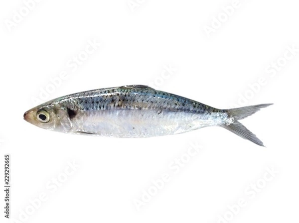 Obraz Sardine fish isolated on white background 