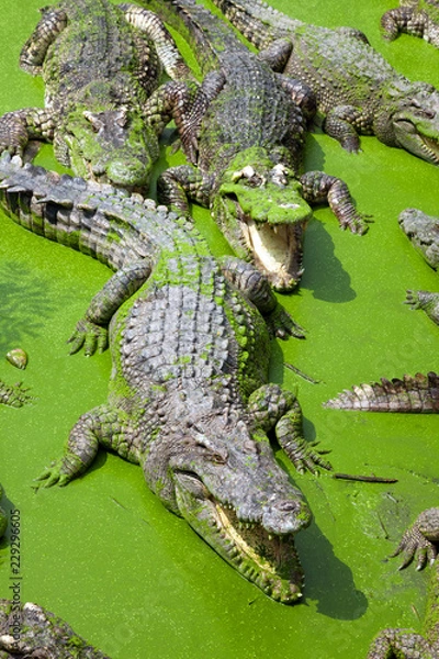 Fototapeta The crocodile is opening its mouth.