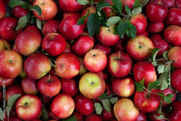 Obraz Tło czerwone jabłka