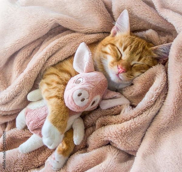 Fototapeta red cat lies resting paw with a pink pad soft sleep