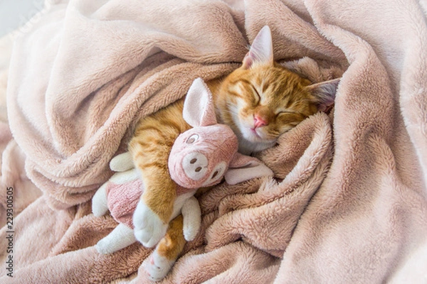 Fototapeta red cat lies resting paw with a pink pad soft sleep
