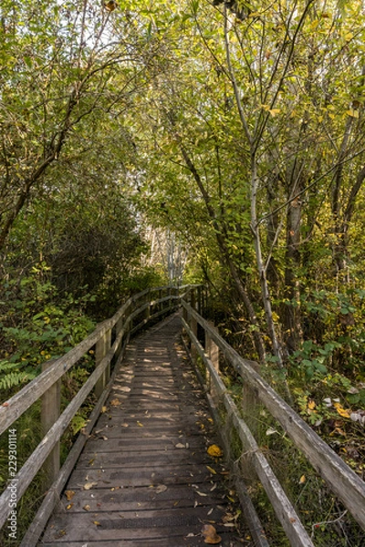 Fototapeta wooden bridge lead deep into the forest