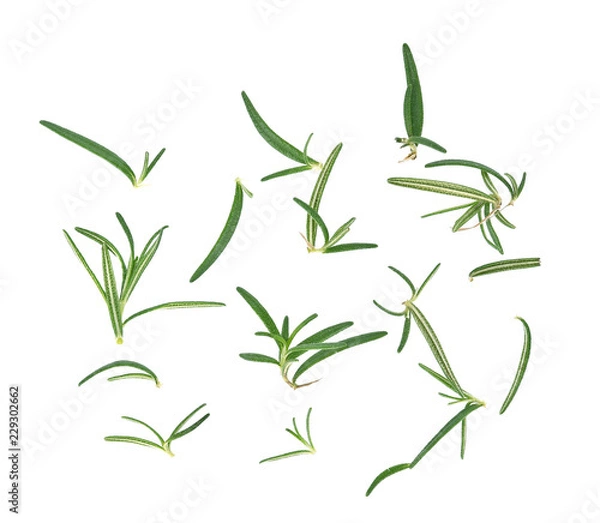 Obraz fresh rosemary isolated on white background,top view