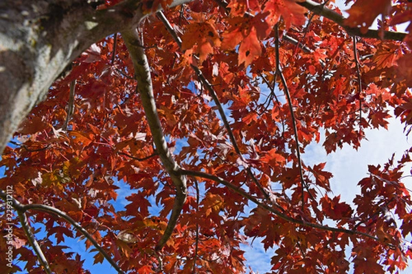 Obraz beautiful nature