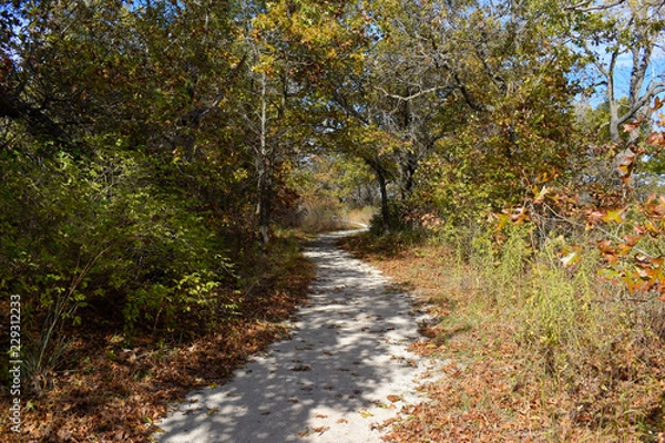 Obraz autumn trees and blue sky 