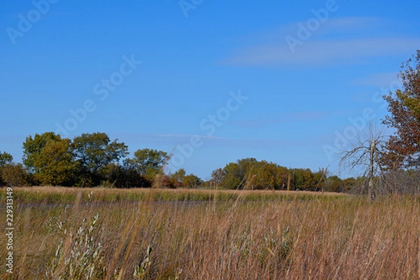 Obraz autumn trees and blue sky 