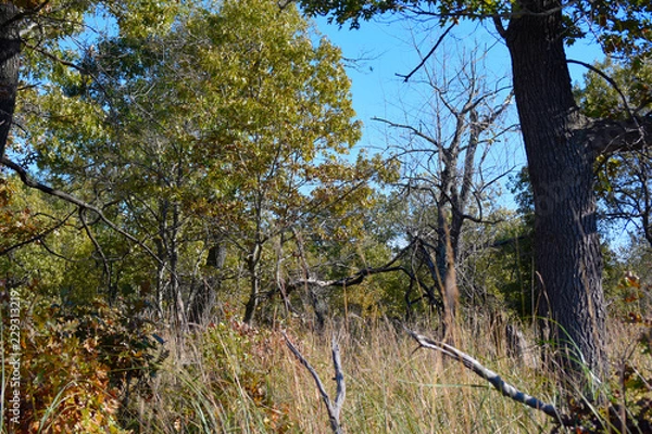 Obraz autumn trees and blue sky 