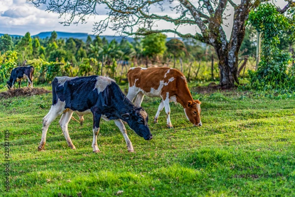 Obraz Dairy cows are grazing on lush green grass grass on a small holding in Lessos, Nandi Hills, Kenya. The red and white Ayrshire, and the black and white Holstein Friesian cow produce high quality and qu