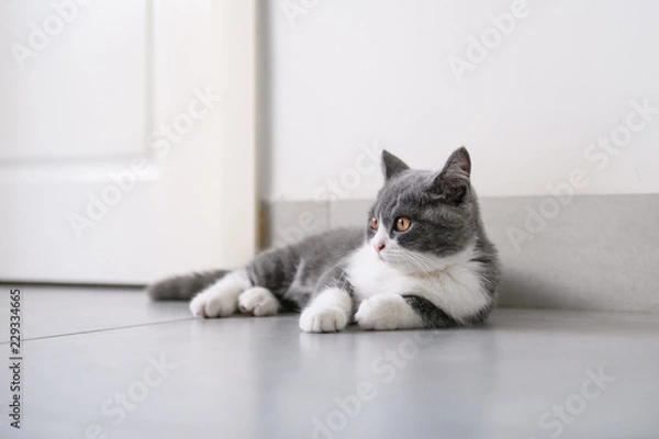 Fototapeta Cute British short Hairy cat