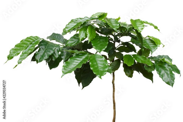 Obraz Coffee tree on white background.
