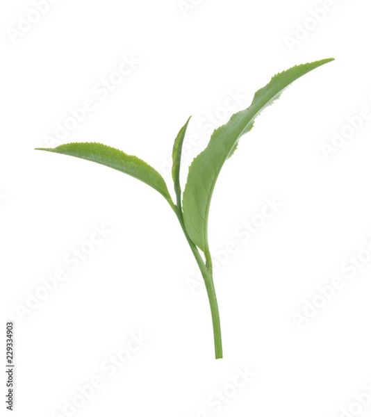 Obraz green tea leaf isolated on white background