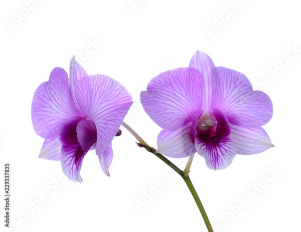 Obraz Purple (Violet) orchid on white