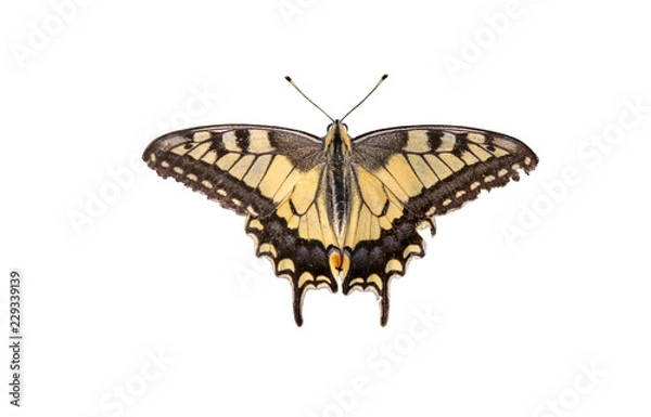 Fototapeta Butterfly Swallowtail (Papilio machaon) isolated over white background