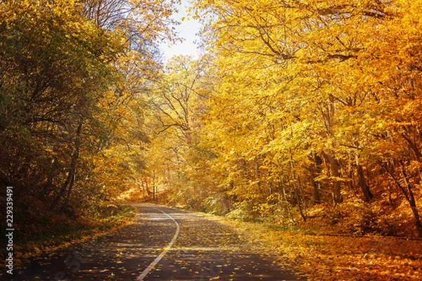 Fototapeta Road in yellow autumn forest