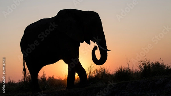Obraz elefant im gegenlicht