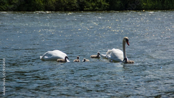 Obraz Schwäne auf dem Plöner See