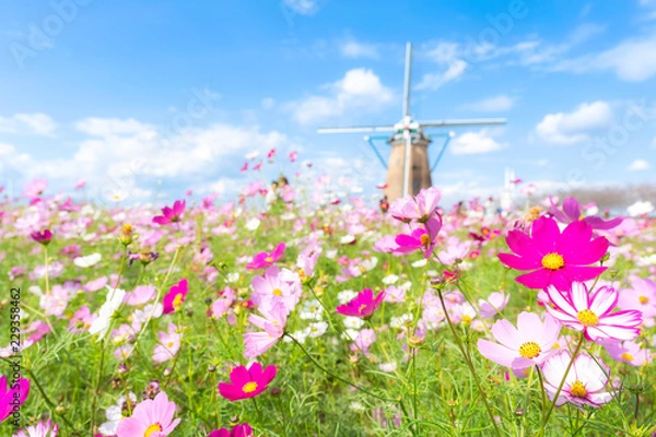 Obraz 千葉県　佐倉ふるさと広場　満開のコスモス