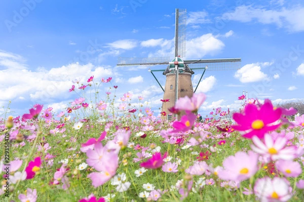 Obraz 千葉県　佐倉ふるさと広場のコスモス＆風車