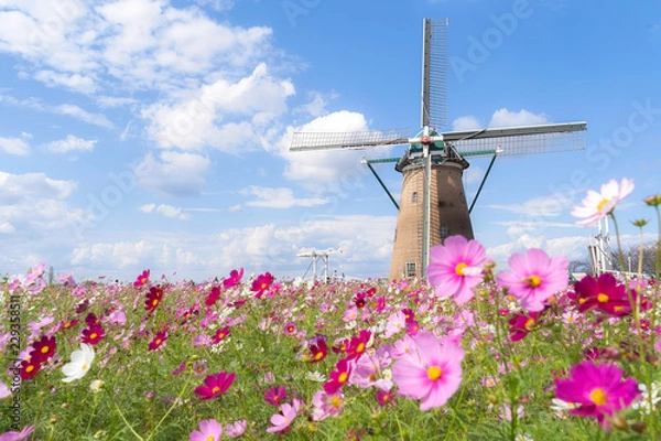 Fototapeta 千葉県　佐倉ふるさと広場風の車とコスモス
