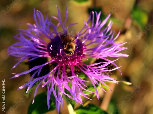 Fototapeta Greater knapweed (Centaurea scabiosa)