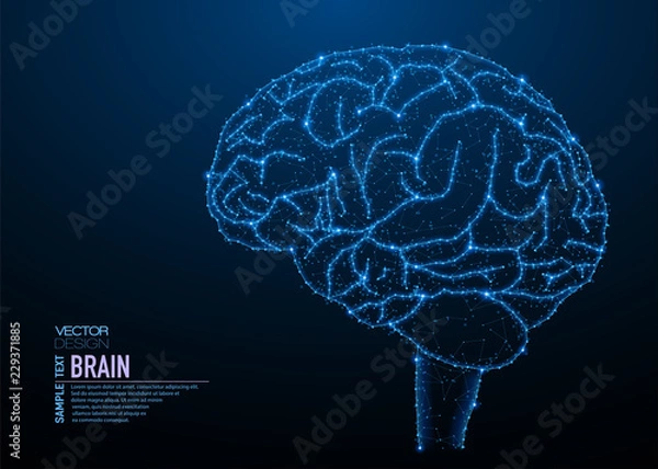 Obraz Human brain structure