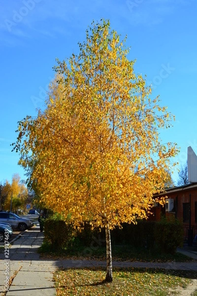 Obraz Осенняя береза, кудри березы, желтая листва, солнечный блик