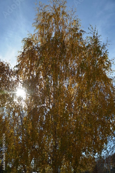 Obraz Осенняя береза, кудри березы, желтая листва, солнечный блик