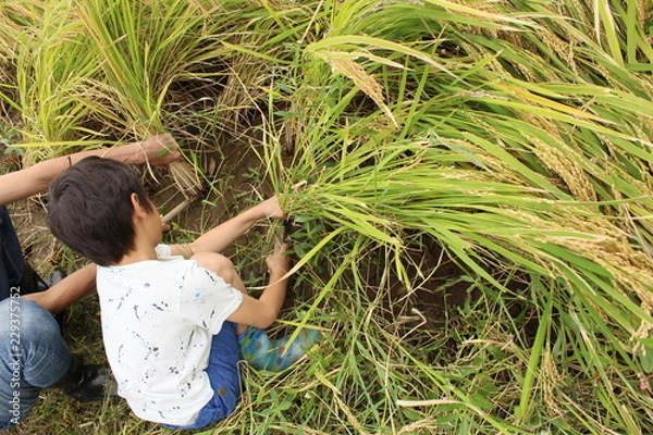 Fototapeta 稲刈りの風景