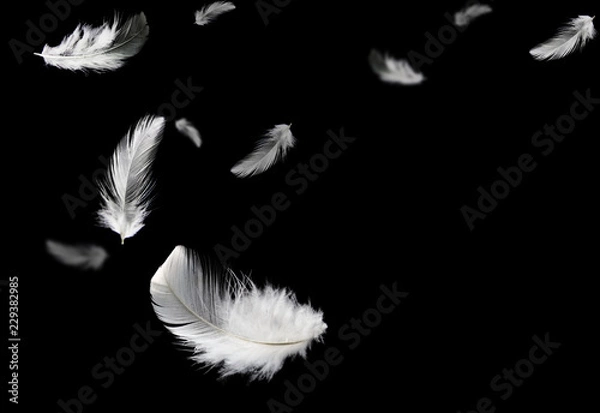 Fototapeta Down Feathers. Soft White Fluffly Feathers Falling in The Air. Floating Feather. Swan Feather on Black Background.	