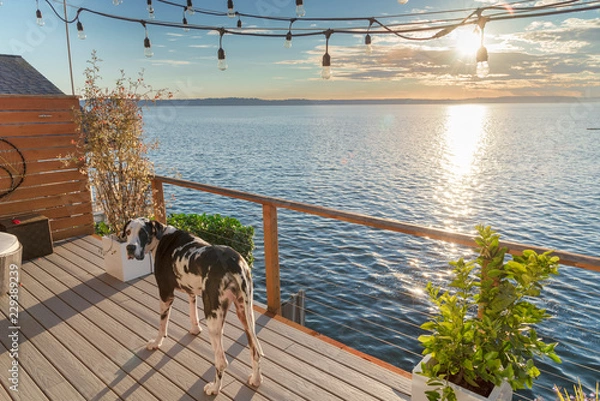 Fototapeta Great dane dog on sea view deck in evening sun.