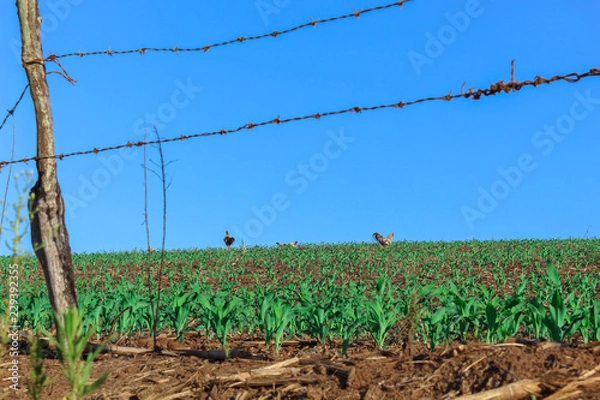Obraz Ciscando na lavoura