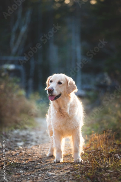 Fototapeta Portait of beautiful golden retriever dog standing in the mysterious autumn forest at sunset in cold weather