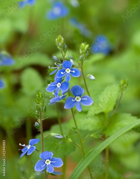 Obraz Veronica chamaedrys