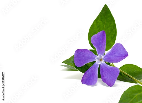 Obraz Periwinkle