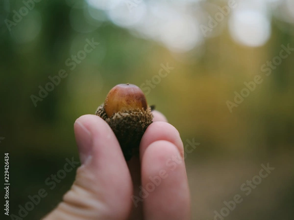 Obraz OLYMPUS DIGITAL CAMERA