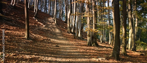 Fototapeta Path in autumnal forest on Maly Bezdez hill in czech Machuv kraj region on 13th october 2018