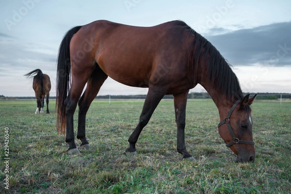 Obraz OLYMPUS DIGITAL CAMERA