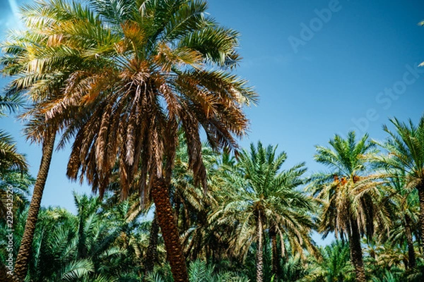 Fototapeta Palm tree grove in the oasis
