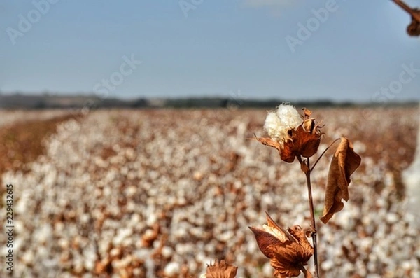 Obraz Cotton at the field