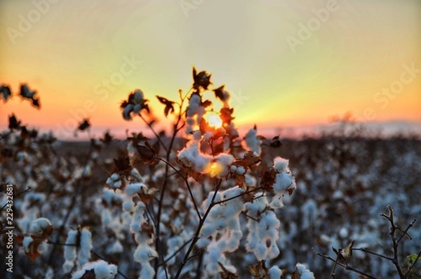 Fototapeta Cotton at sunset