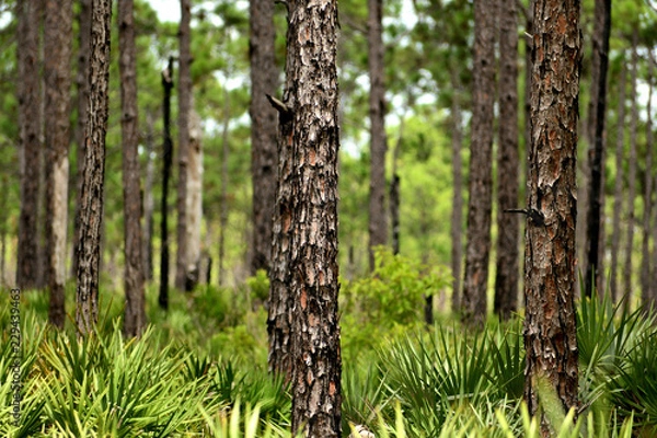 Obraz Florida woods