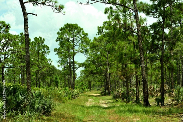 Obraz Florida woods
