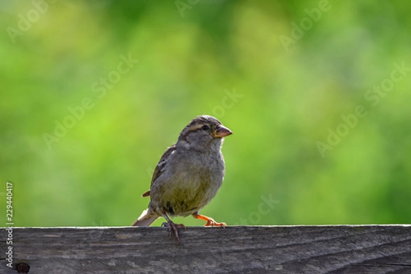 Obraz sparrow on a fence