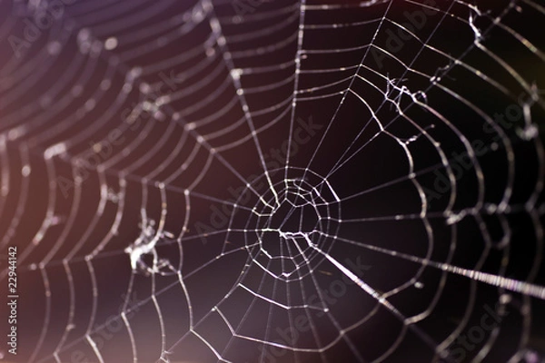 Obraz Spinnennetz